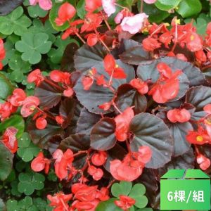 四季秋海棠-紅色6棵/組