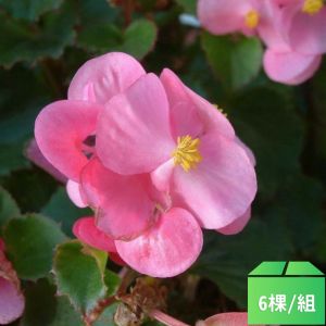 四季秋海棠-粉紅6棵/組