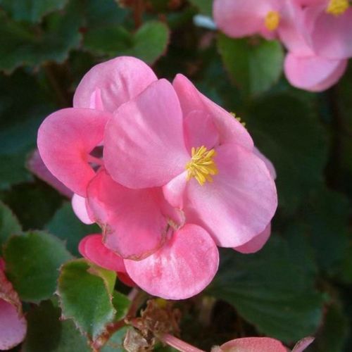 四季秋海棠-粉紅/棵