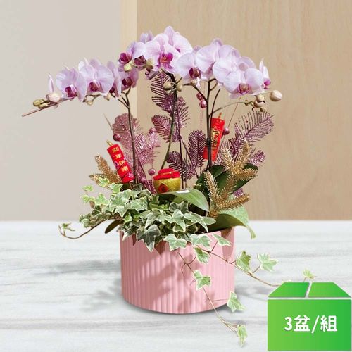 精選蘭花組盆001-粉紅色蝴蝶蘭3株-3盆/組