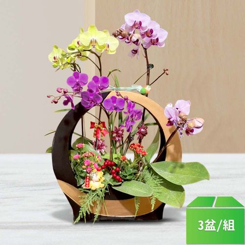 精選蘭花組盆003-三色蝴蝶蘭系列6株-3盆/組