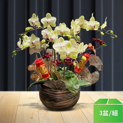 精選蘭花組盆010-黃色蝴蝶蘭6株-3盆/組