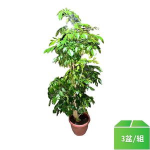 愛心榕進財樹180-200CM/3盆/組