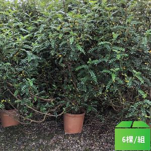 胡椒木90cm-6棵/組